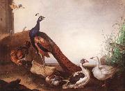 Jakob Bogdani, Peacock with Geese and Hen